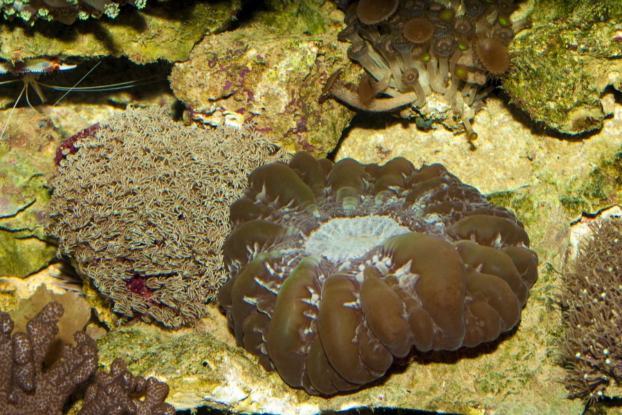 Green Coral in Saltwater Aquarium